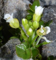 Cardamine alalata. Inflorescence with flower buds and newly opened flowers.
 Image: P.B. Heenan © Landcare Research 2019 CC BY 3.0 NZ